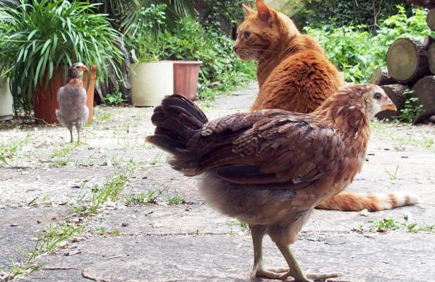 25052015 poussine araucana contourne la chatte