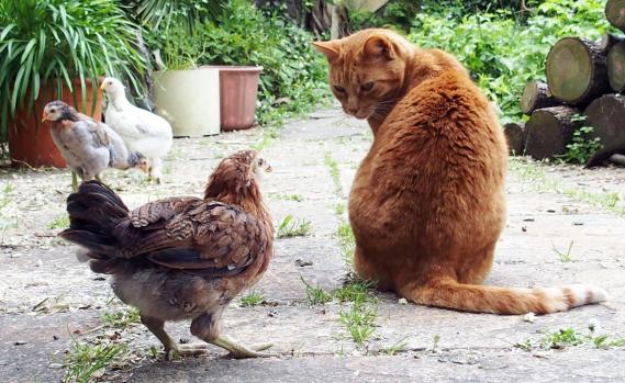 25052015 poussine araucana et chatte ikarou