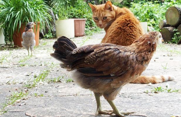 25052015 poussine araucana tentee par la queue du chat