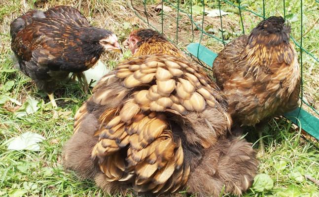 25082015 liserette et tac coquelet araucana