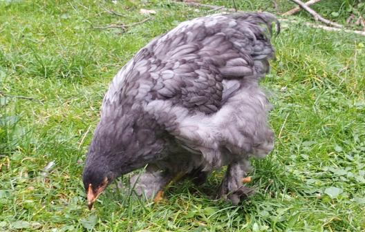 25092015 blackberry poulette cochin bleue 3