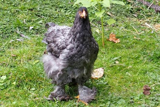 25092015 blackberry poulette cochin bleue