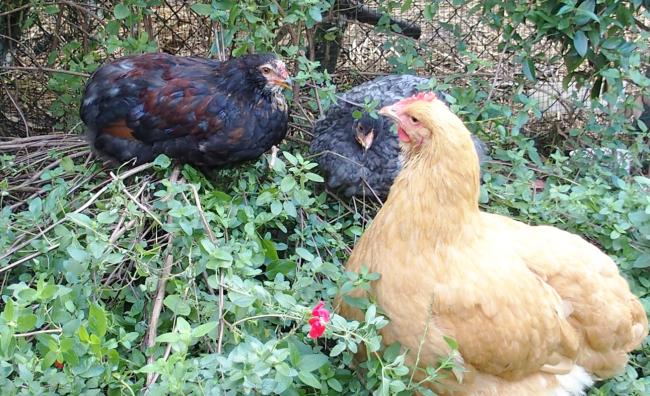 25092015 mimi et les jeunes dans la sauge 1