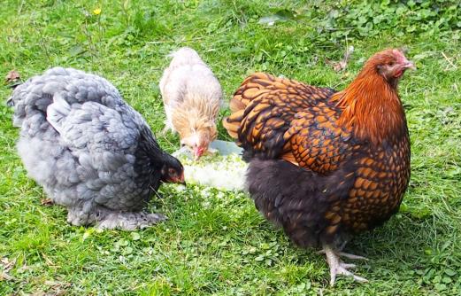 25092015 ofaln cochin bleue et araucana