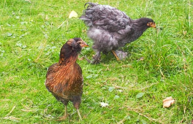 25092015 tic et blackberry 1