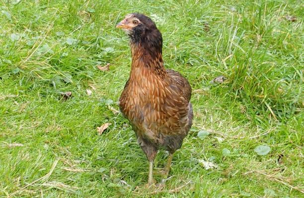25092015 tic poulette araucana saumonee dore brun 1