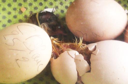 26032015 eclosion poussin cochin 3
