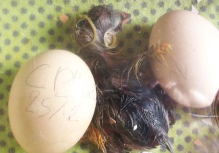 26032015 eclosion poussin cochin 6