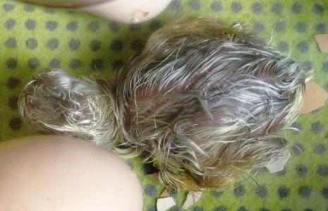 26032015 eclosion poussin cochin 7