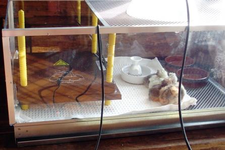 26032015 eleveuse premier age poussins