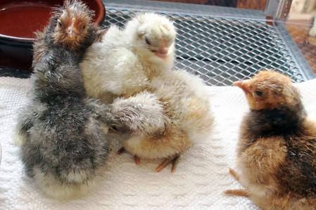 26032015 orpis nouveaux nes 4bis