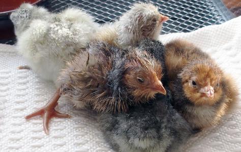 26032015 orpis nouveaux nes 6