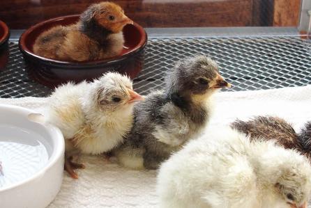 26032015 orpis nouveaux nes 7