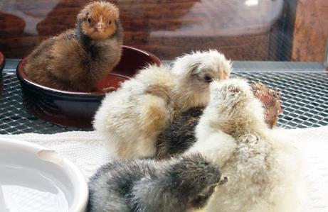 26032015 poussin ofal deja dans le plat