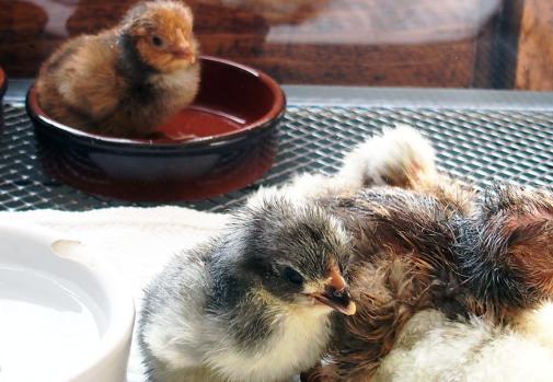 26032015 poussin orpi bleu et poussin ofal