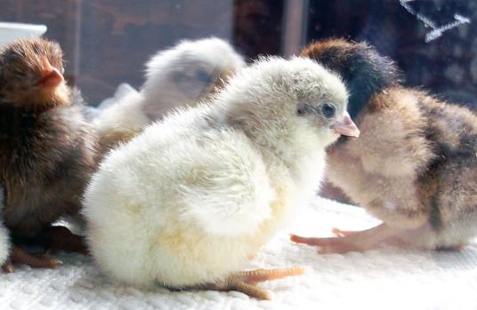 26032015 poussin orpi bleu nouveau ne