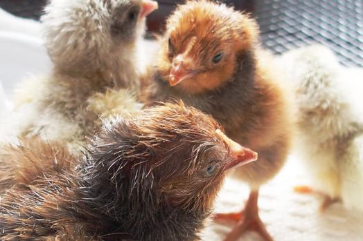 26032015 poussins ofaal nouveaux nes