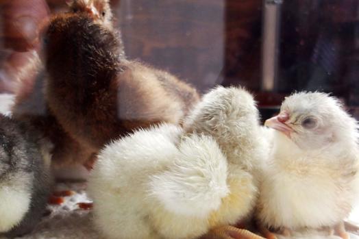 26032015 poussins orpis bleu nouveaux nes