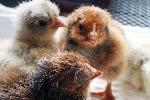 26032015 trio poussins orpis 2 ofal et 1 bleu 1