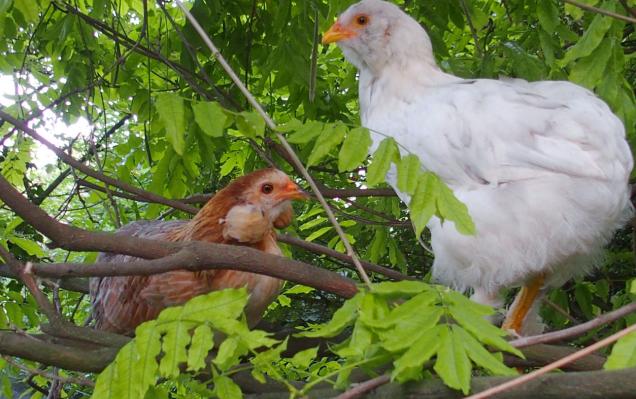 26062015 araucana et croisee perchees dans la glycine bis