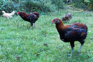 26082016 Andro et tac deux coqs araucana