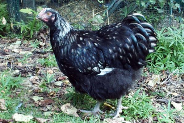26082016 cochinchine poule orpington argente de 5 mois