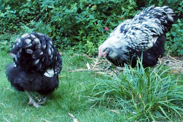 26082016 couple d orpington argente de 5 mois