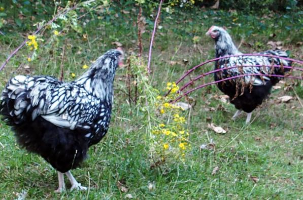 26082016 deux coqs orpington argente 1