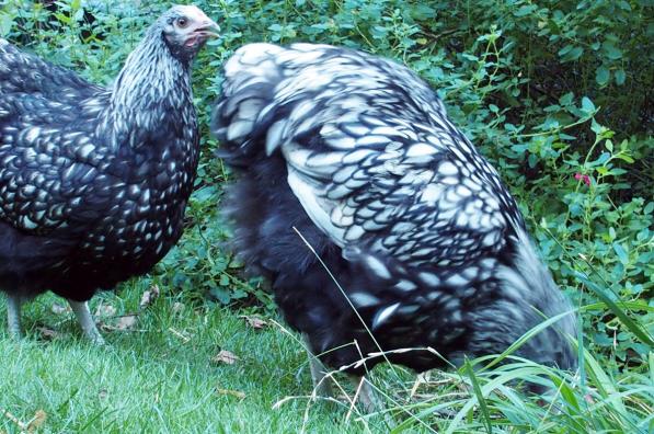 26082016 gwen ha du et kentoc h