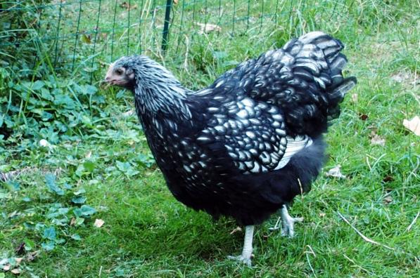 26082016 gwen ha du jolie poule orpington argente