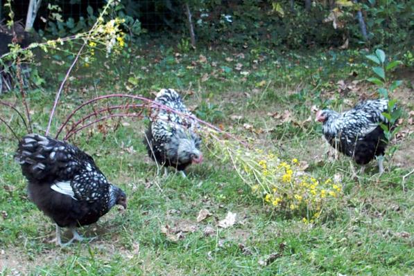 26082016 jeunes orpis argentes dans le jardin