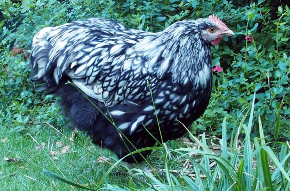 26082016 kentoc h coq orpington argente de 5 mois