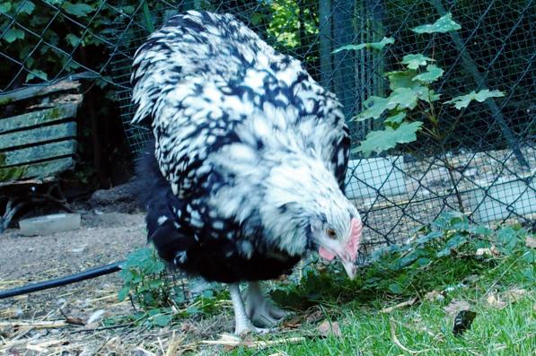 26082016 orpington argente de 5 mois