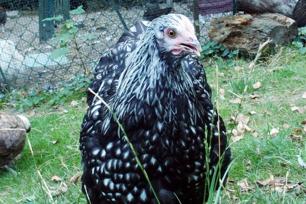 26082016 portrait de gwen ha du a 5 mois