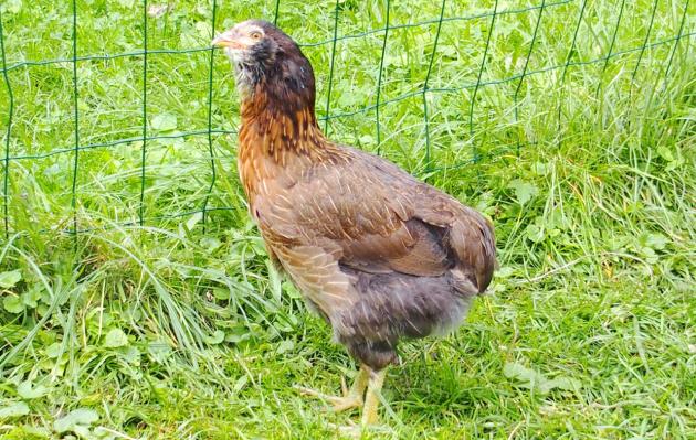 26092015 portrait de tic poulette araucana 1