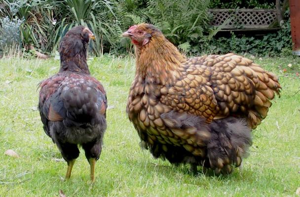 26092015 tac coquelelet araucana et liserette ofaln 1