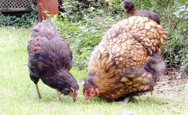 26092015 tac coquelet araucana et sa mere ofaln 3