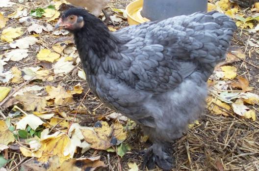 26102015 blackberry croisee orpington cochin 1