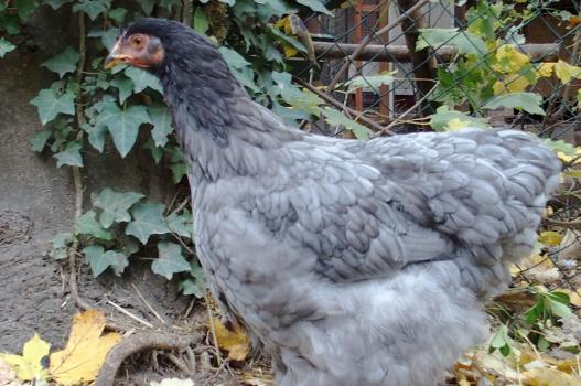 26102015 blackberry croisee orpington cochin 2