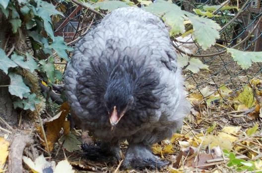 26102015 blackberry croisee orpington cochin de 5 mois