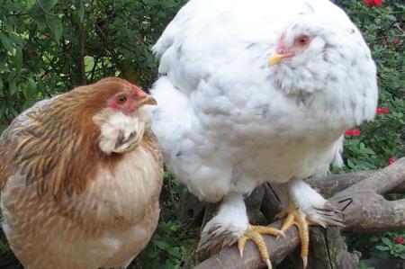 26102015 chouppa et picatchou