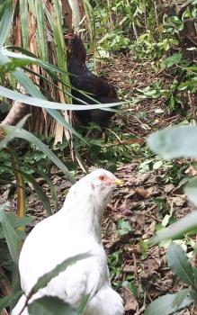 26102015 chouppa et tac