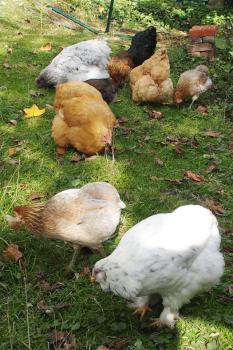 26102015 chouppa picore