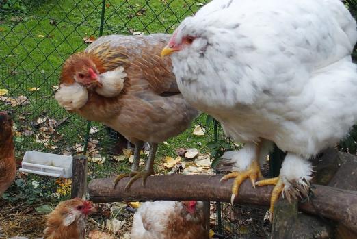 26102015 chouppa poulette croisee avec araucanas