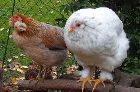 26102015 chouppa poulette croisee avec picatchou 1