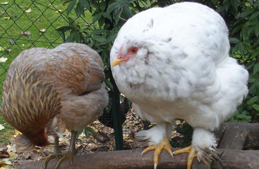 26102015 chouppa poulette croisee cochin araucana de 5 mois 1