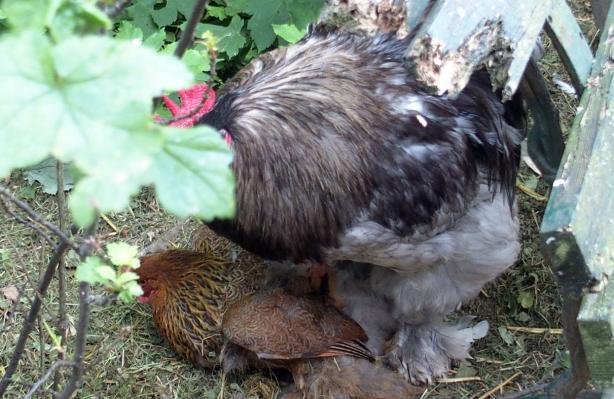 27002015 patty coche dindonnette