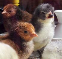 27032015 poussins ofal et orpi bleu 1