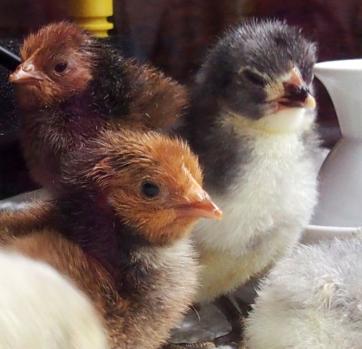 27032015 poussins ofal et orpi bleu