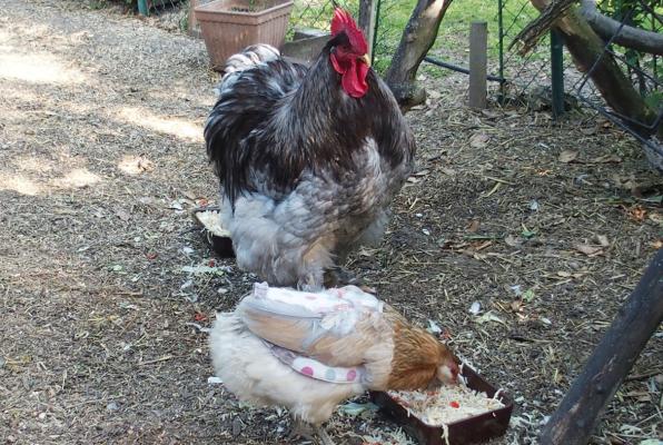 27052015 patty et chouppi